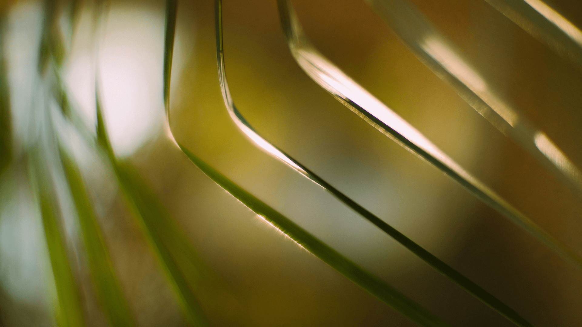 Close-up of green palm leaves with sunlight glowing softly through them.